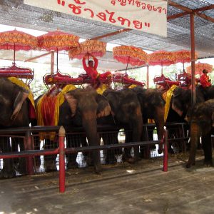 象乗り体験(アユタヤ)