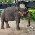 象乗り体験（カンチャナブリー）